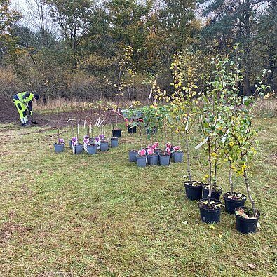 Klargøring til platning a træer i efteråret