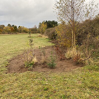 Anlæg af træer og buske i vinterhalvåret